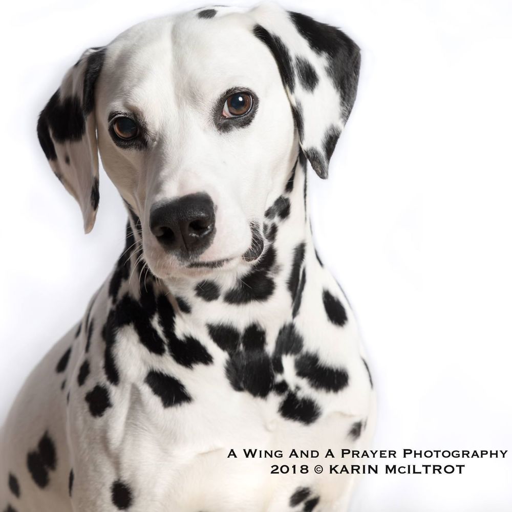 Meet your Posher, Karin